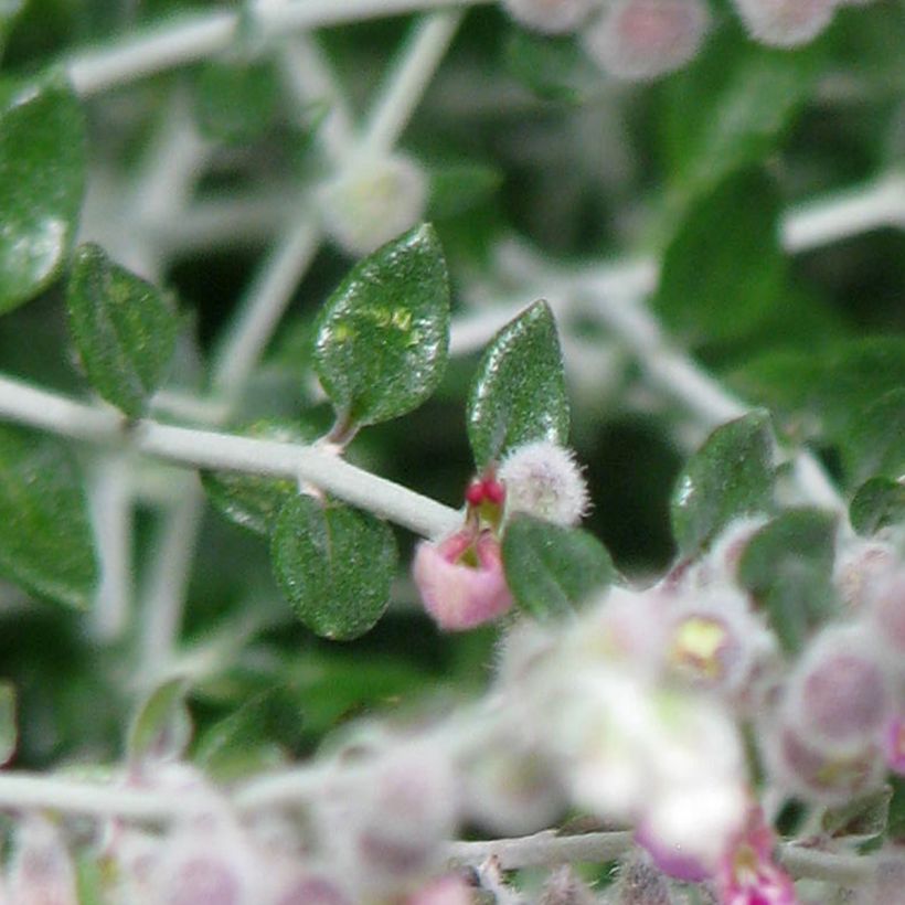 Teucrium marum - Germander (Foliage)
