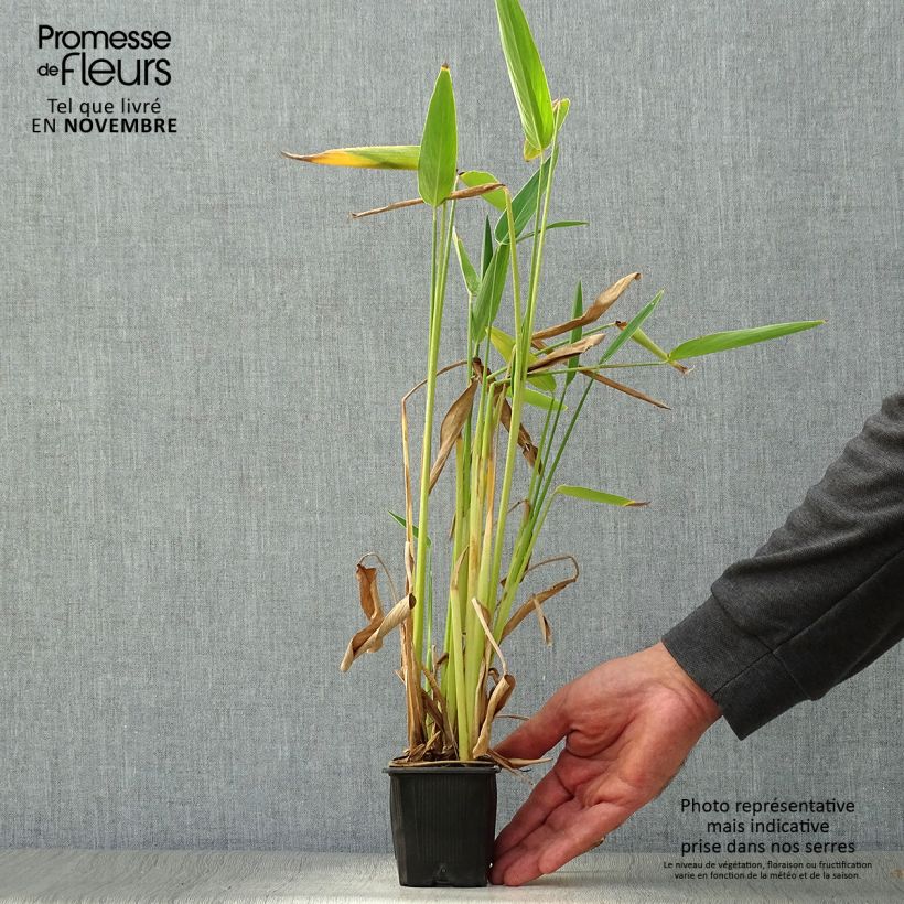 Thalia dealbata 8/9 cm pot sample as delivered in autumn