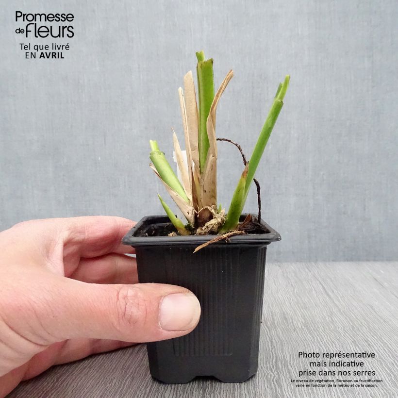 Thalia dealbata 8/9 cm pot sample as delivered in spring