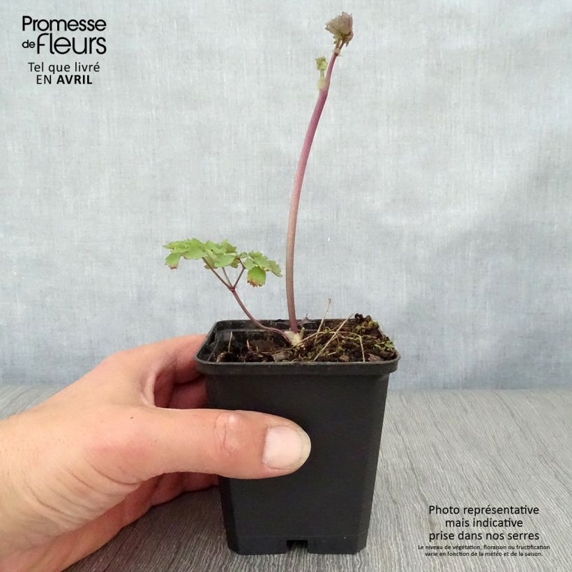 Thalictrum Black Stockings - Meadow-rue 8/9 cm pot sample as delivered in spring