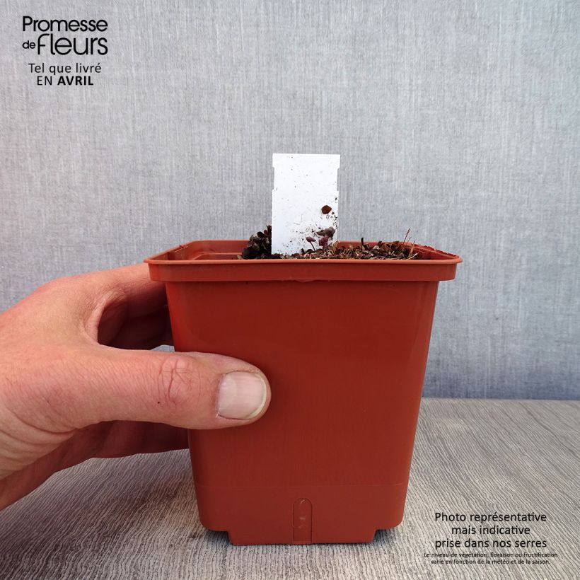 Thalictrum Chantilly Lace - Meadow-rue 1L/1.5L pot sample as delivered in spring