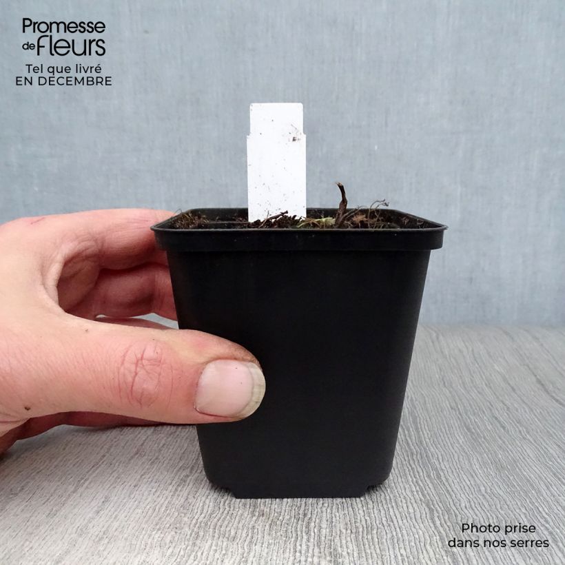 Thalictrum Elin - Meadow-rue 8/9 cm pot sample as delivered in winter