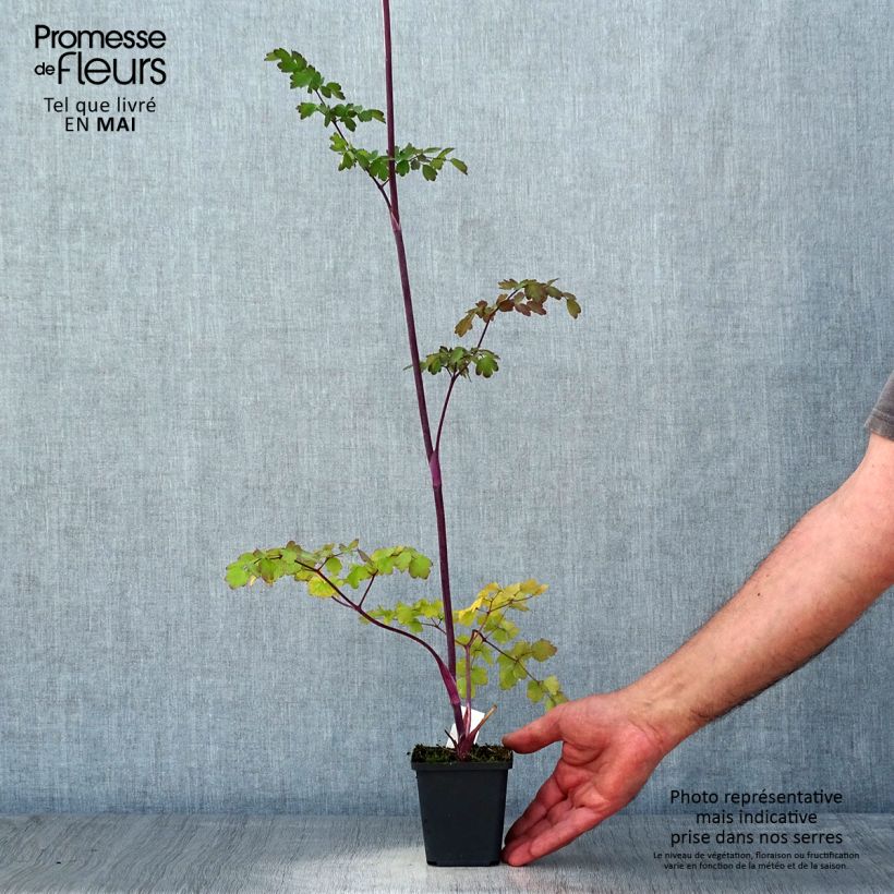 Thalictrum Elin - Meadow-rue 8/9 cm pot sample as delivered in spring