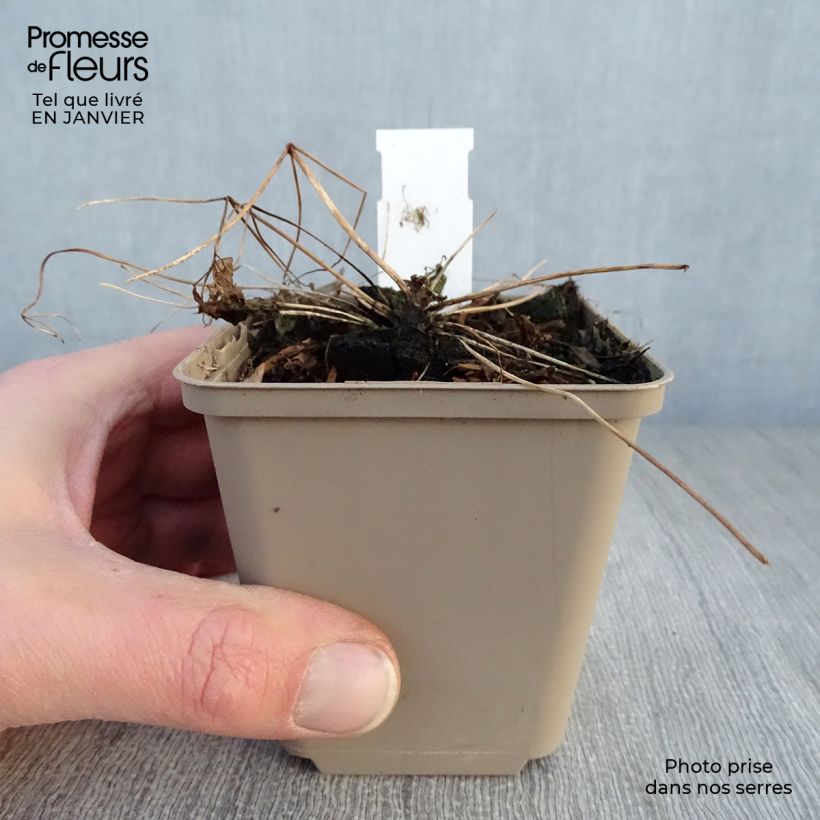 Thalictrum Little Pinkie - Meadow-rue 8/9 cm pot sample as delivered in winter