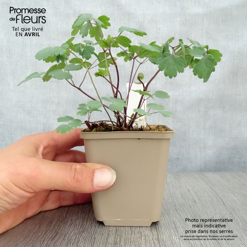 Thalictrum Little Pinkie - Meadow-rue 8/9 cm pot sample as delivered in spring