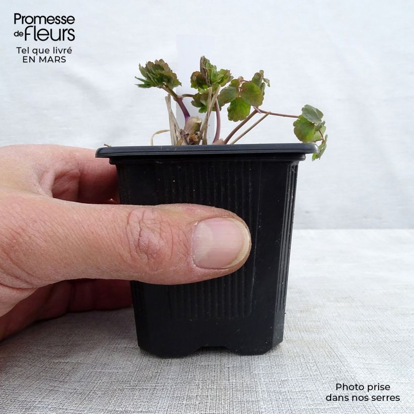 Thalictrum aquilegifolium Album - Meadow-rue 8/9 cm pot sample as delivered in winter