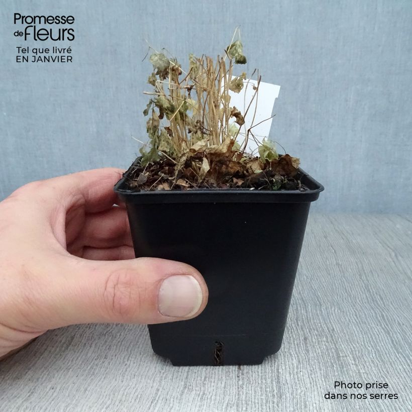 Thalictrum aquilegiifolium - Meadow-rue 7/8 cm pot sample as delivered in winter