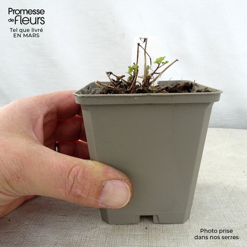 Thalictrum aquilegifolium Thundercloud - Meadow-rue 8/9 cm pot sample as delivered in spring