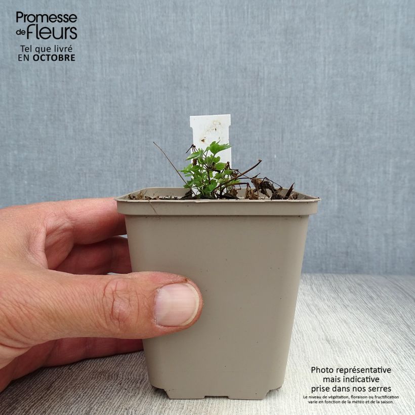 Thalictrum aquilegifolium Thundercloud - Meadow-rue 8/9 cm pot sample as delivered in autumn