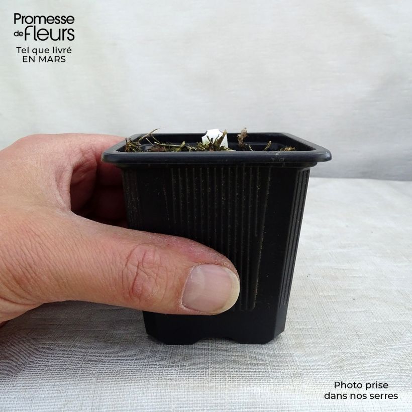 Thalictrum delavayi Album - Meadow-rue 8/9 cm pot sample as delivered in winter