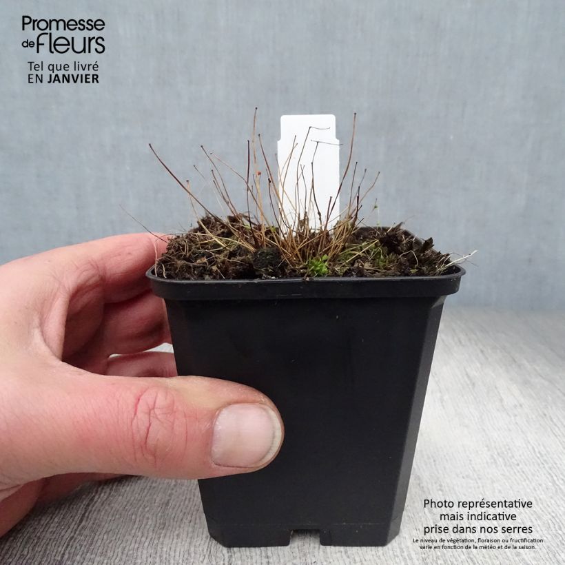 Thalictrum&#x20;delavayi&#x20;Ankum&#x20;-&#x20;Meadow-rue&#x20;8&#x2F;9&#x20;cm&#x20;pot&#x20;sample&#x20;as&#x20;delivered&#x20;in&#x20;winter