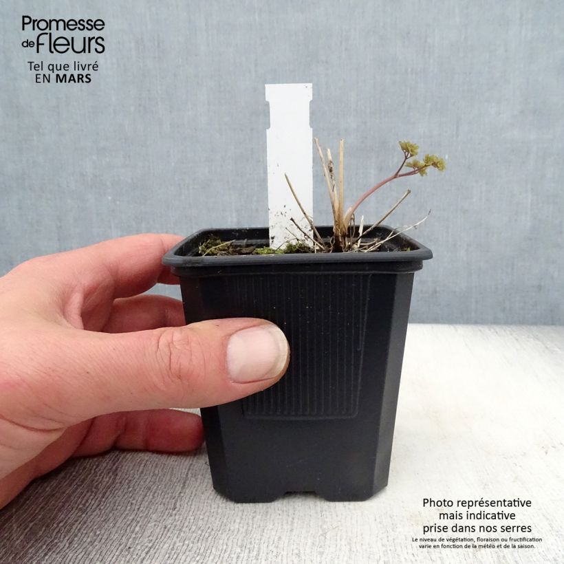 Thalictrum delavayi Hewitts double - Meadow-rue 8/9 cm pot sample as delivered in spring