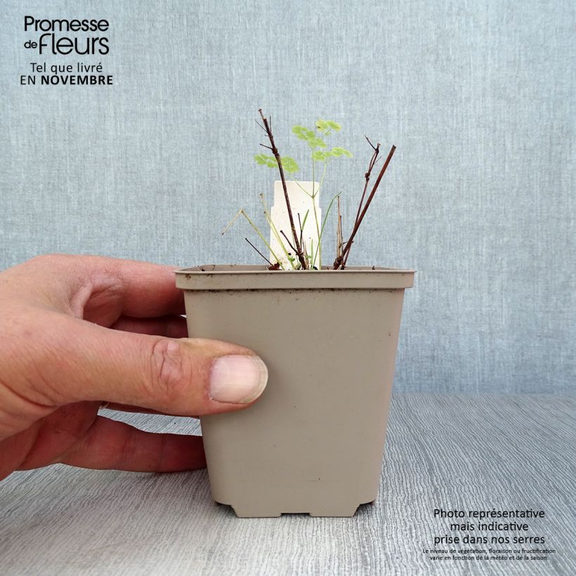 Thalictrum delavayi Splendide Album - Meadow-rue 8/9 cm pot sample as delivered in autumn