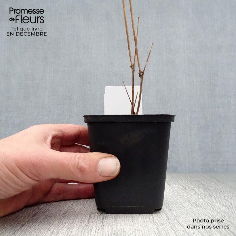 Thalictrum delavayi Splendide Album - Meadow-rue 8/9 cm pot sample as delivered in winter