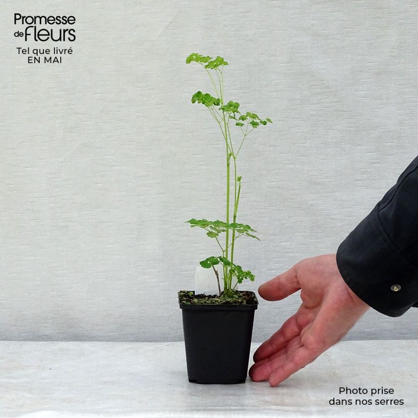 Thalictrum delavayi Splendide Album - Meadow-rue 8/9 cm pot sample as delivered in spring