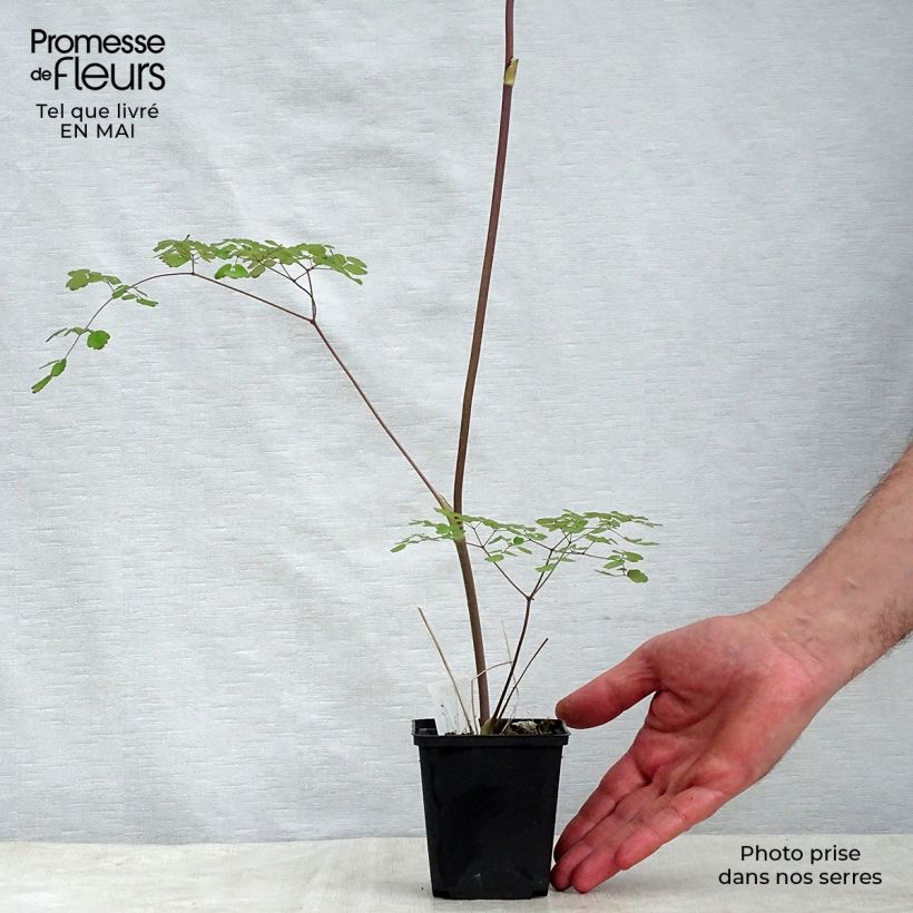 Thalictrum delavayi Splendide - Meadow-rue 8/9 cm pot sample as delivered in spring