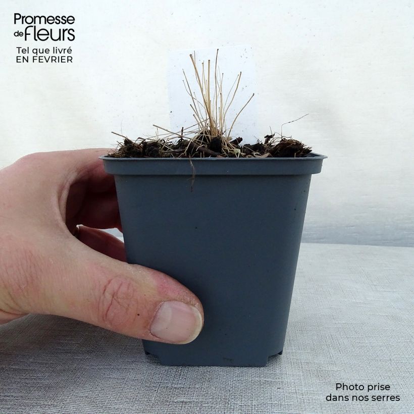 Thalictrum delavayi - Meadow-rue 8/9 cm pot sample as delivered in winter