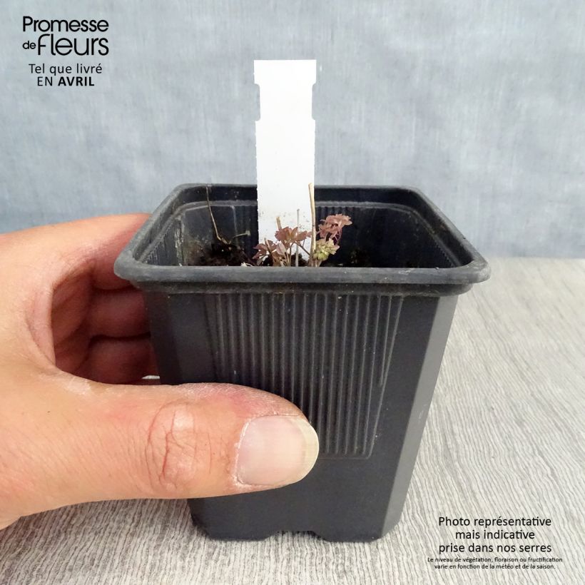 Thalictrum delavayi - Meadow-rue 8/9 cm pot sample as delivered in spring