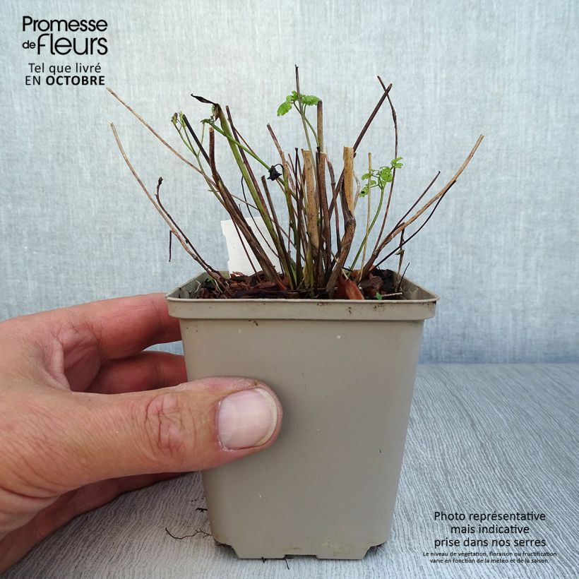 Thalictrum flavum subsp. glaucum - Meadow-rue 8/9 cm pot sample as delivered in autumn