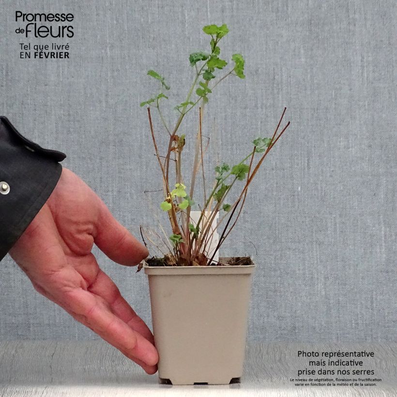 Thalictrum flavum subsp. glaucum - Meadow-rue 8/9 cm pot sample as delivered in winter