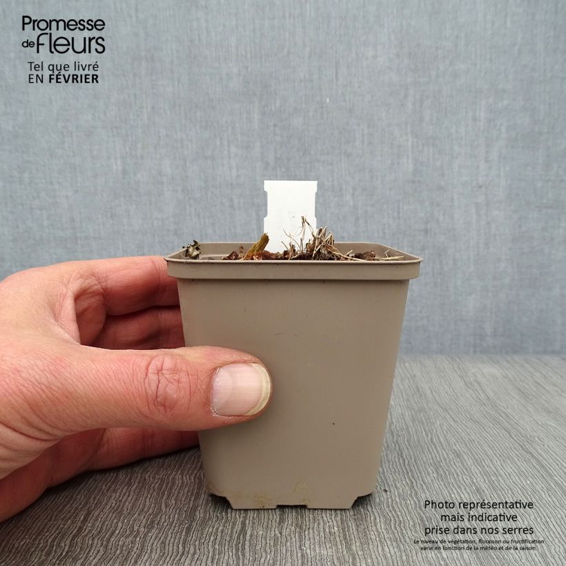 Thalictrum kiusianum - Meadow-rue 8/9 cm pot sample as delivered in winter