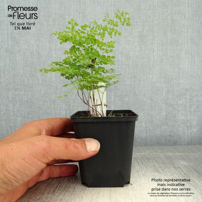 Thalictrum minus Adiantifolium - Meadow-rue 8/9 cm pot sample as delivered in spring