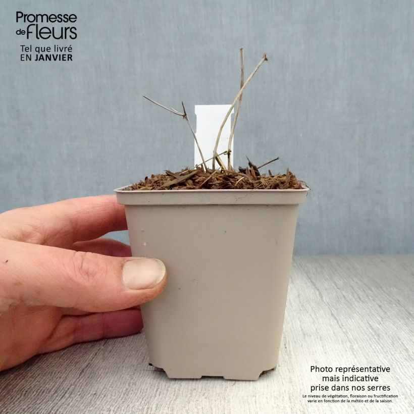 Thalictrum petaloideum Ghent Ebony - Meadow-rue 8/9 cm pot sample as delivered in winter