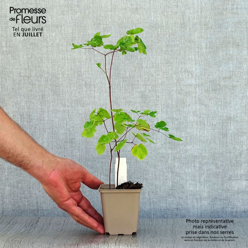 Thalictrum rochebrunianum - Meadow-rue 8/9 cm pot sample as delivered in summer