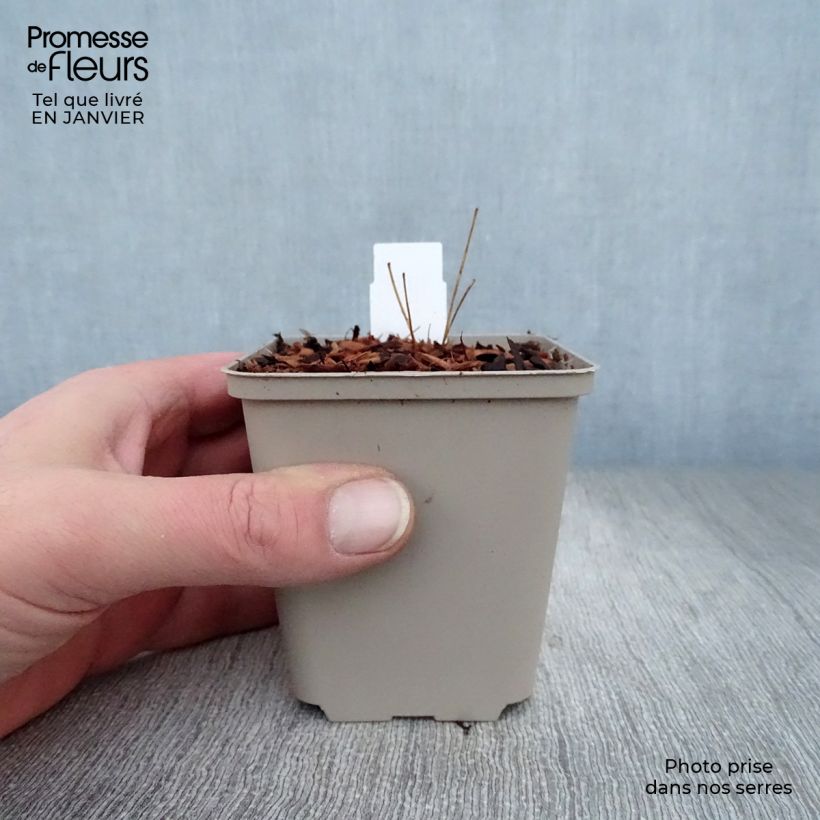 Thalictrum rochebrunianum - Meadow-rue 8/9 cm pot sample as delivered in winter