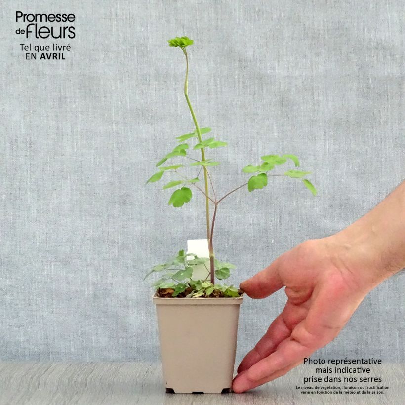 Thalictrum rochebrunianum - Meadow-rue 8/9 cm pot sample as delivered in spring