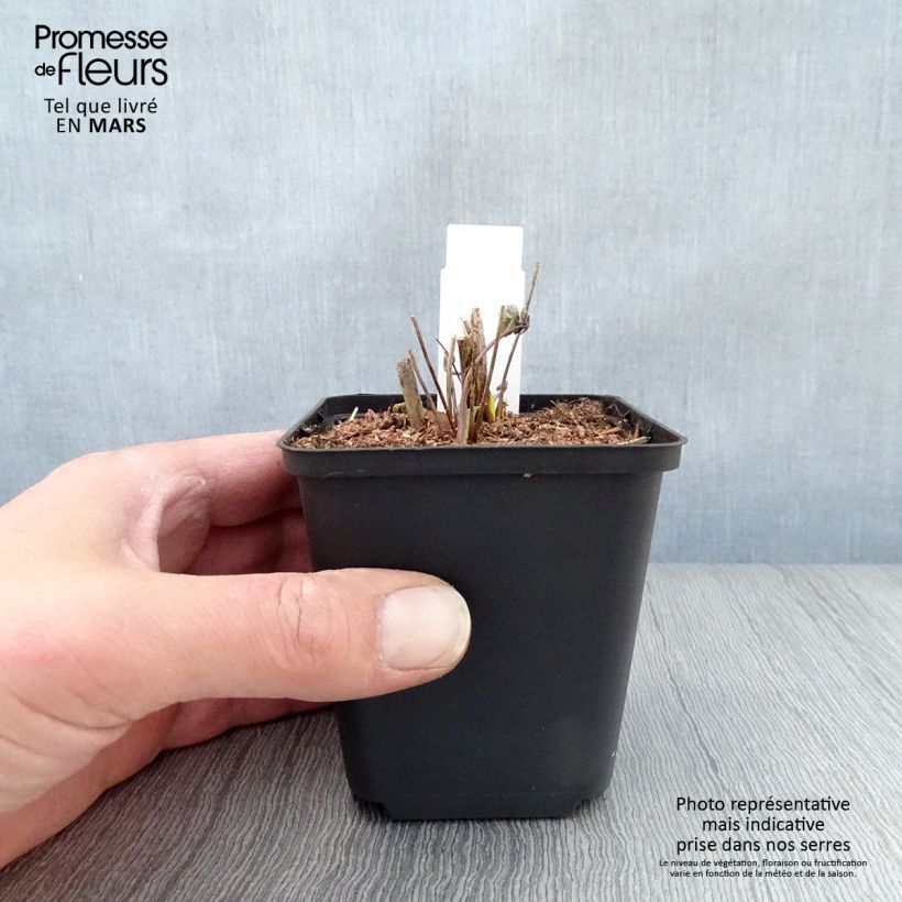 Thalictrum sphaerostachyum - Meadow-rue 8/9 cm pot sample as delivered in spring