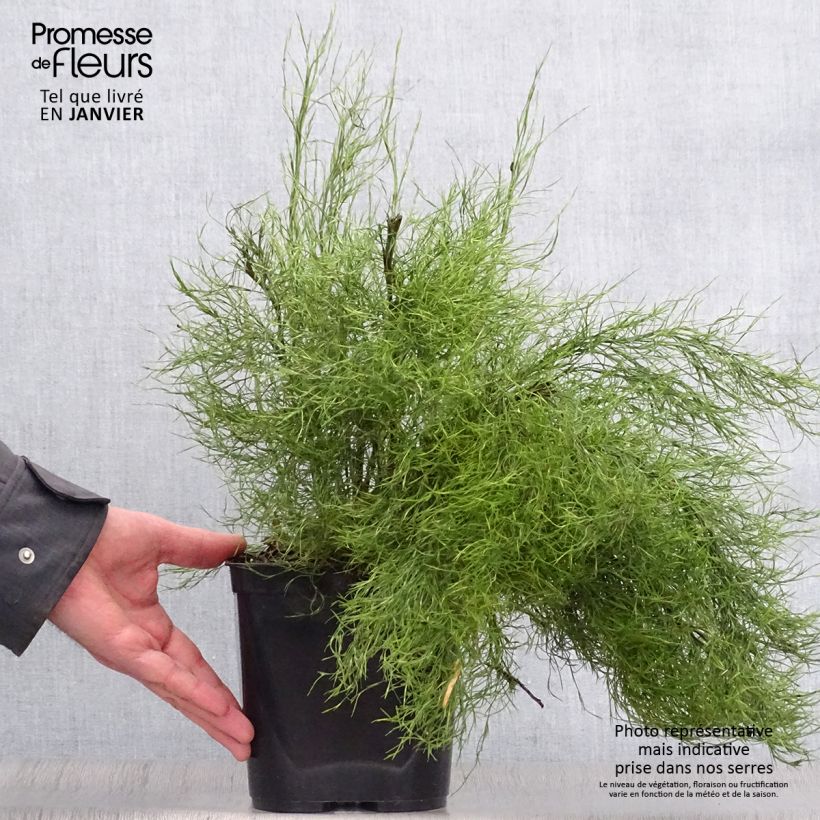 Thamnochortus cinereus - Restio 3L/4L pot sample as delivered in winter