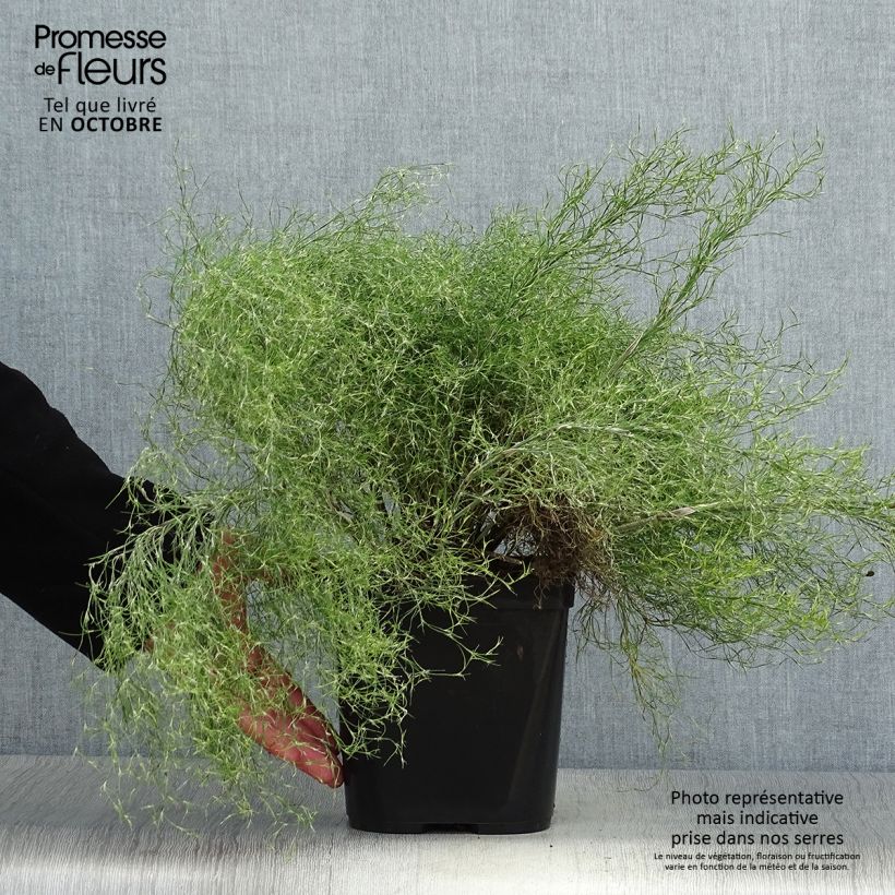 Thamnochortus cinereus - Restio 3L/4L pot sample as delivered in autumn