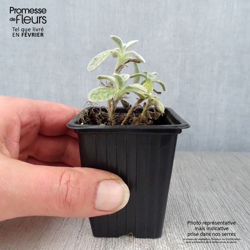 Sideritis syriaca 7/8 cm pot sample as delivered in winter