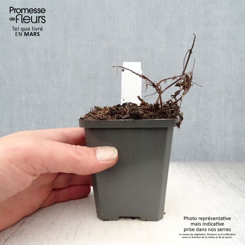 Thermopsis chinensis 8/9 cm pot sample as delivered in spring