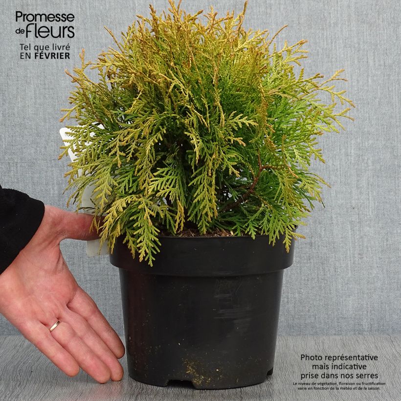 Thuja occidentalis Danica Aurea 2L/3L pot sample as delivered in winter