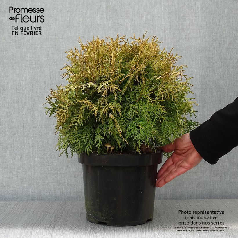 Thuja occidentalis Danica Aurea 7.5L/10L pot sample as delivered in winter