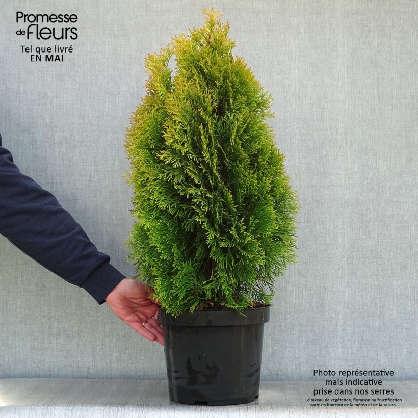 Thuja occidentalis Golden Smaragd 7.5L/10L pot sample as delivered in spring