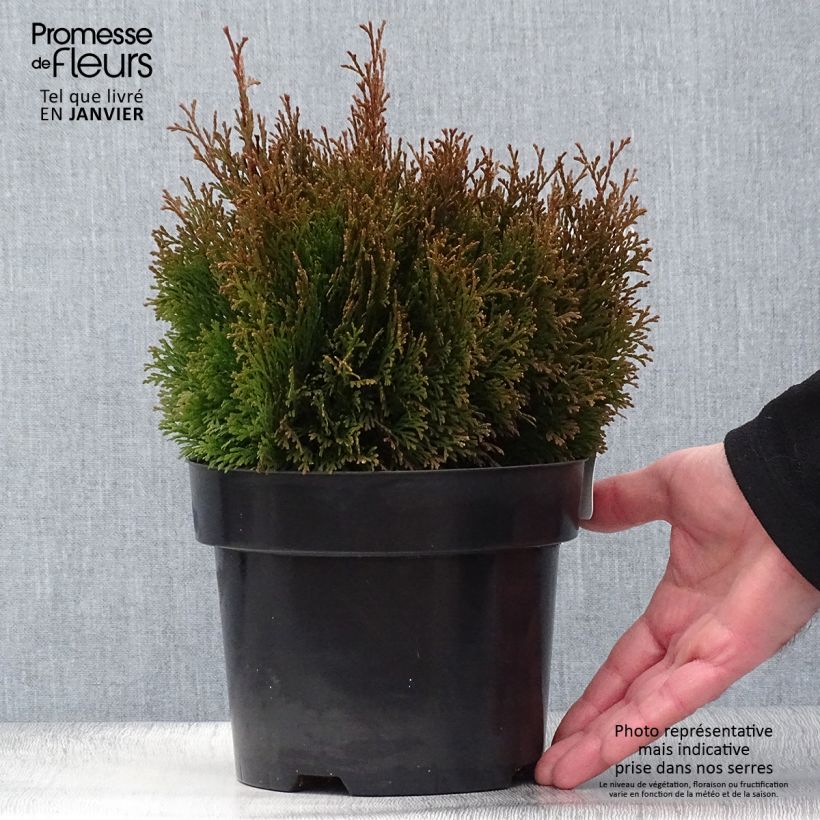 Thuja occidentalis Miky - Canadian Arborvitae 2L/3L pot sample as delivered in winter