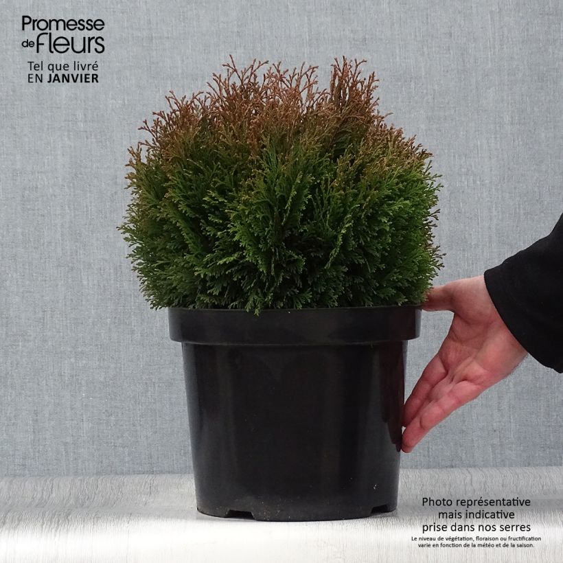 Thuja occidentalis Miky - Canadian Arborvitae 7.5L/10L pot sample as delivered in winter