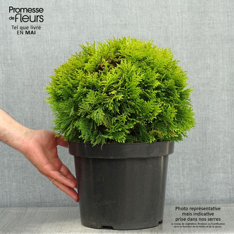 Thuja occidentalis Mirjam - Canadian Arborvitae 7.5L/10L pot sample as delivered in spring
