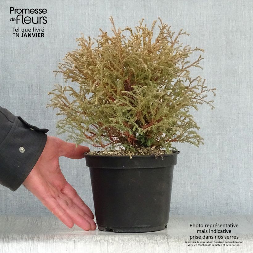 Thuja occidentalis Mr Bowling Ball - Canadian Arborvitae 2L/3L pot sample as delivered in winter