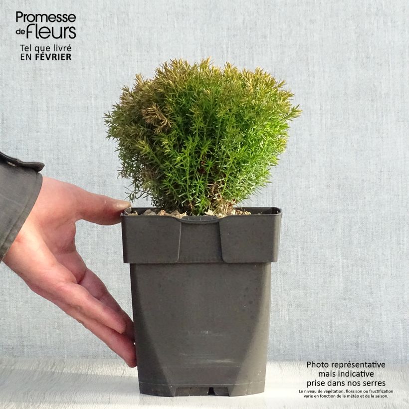 Thuja occidentalis Teddy - Canadian Arborvitae 2L/3L pot sample as delivered in winter