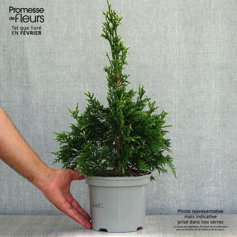 Thuja plicata Can-can - Western Red Cedar 2L/3L pot sample as delivered in autumn