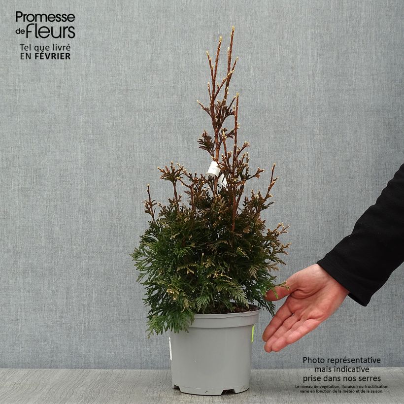 Thuja plicata Can-can - Western Red Cedar 2L/3L pot sample as delivered in winter
