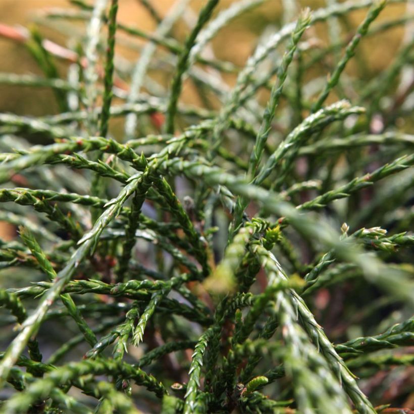 Thuja plicata Whipcord - Western Red Cedar (Foliage)