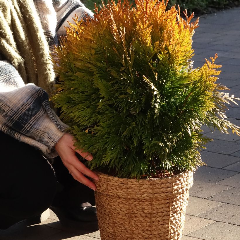 Thuja plicata Goldy - Western Red Cedar (Plant habit)