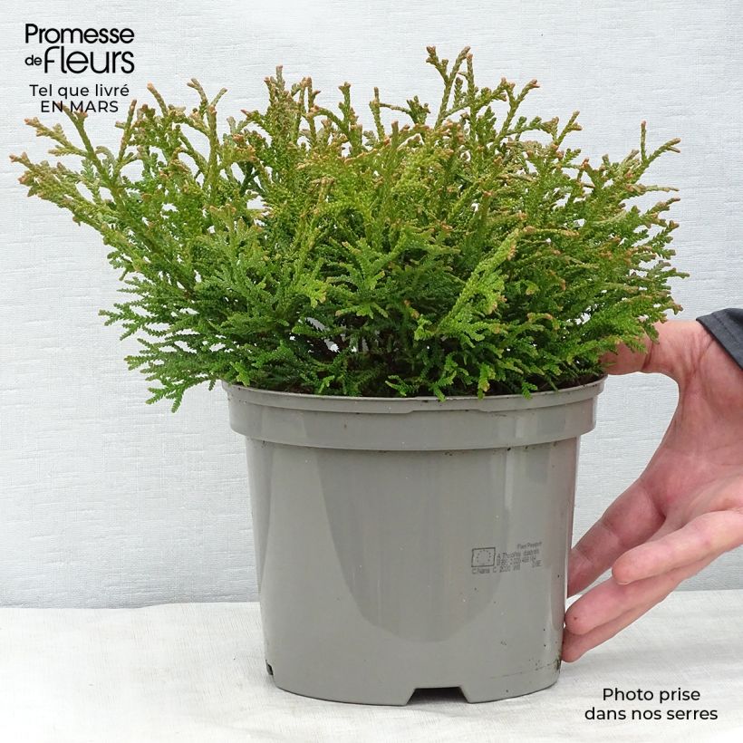 Thujopsis dolabrata Nana - Hiba 2L/3L pot sample as delivered in spring