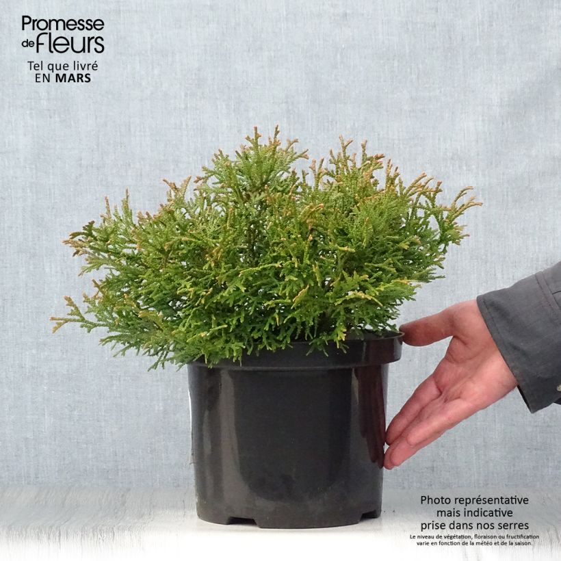 Thujopsis dolabrata Nana - Hiba 4L/5L pot sample as delivered in spring