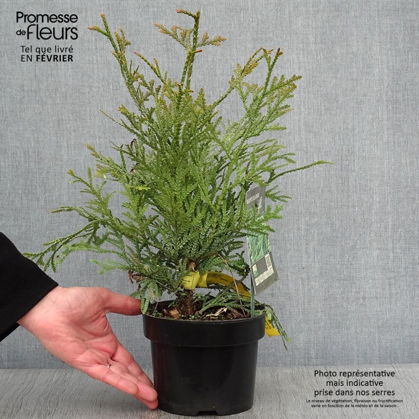 Thujopsis dolabrata - Hiba 2L/3L pot sample as delivered in winter